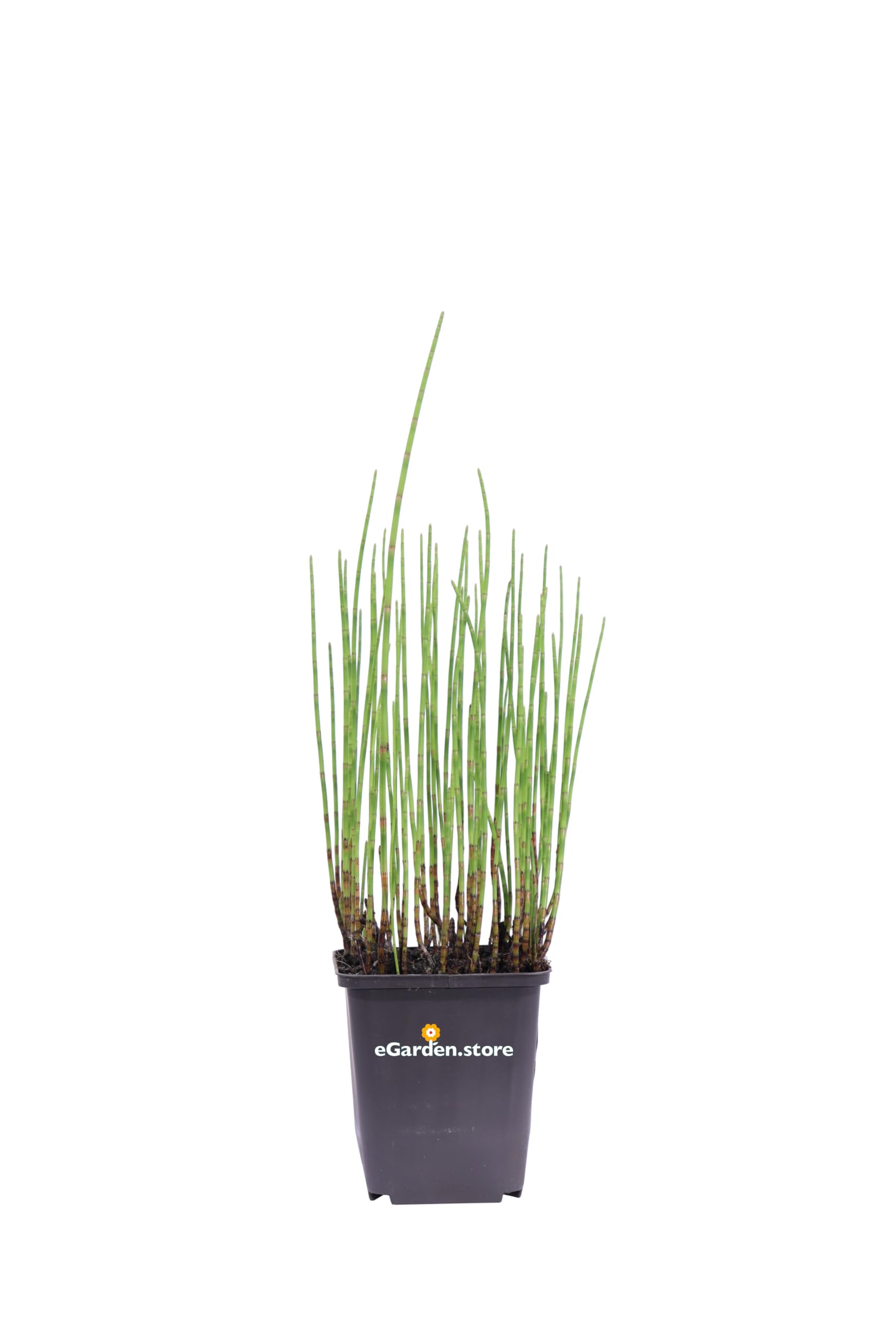 Pianta di Equiseto D'Acqua o Equisetum Fluviatile pianta ornamentale da interno o esterno pianta vera da arredo venduta da eGarden.store