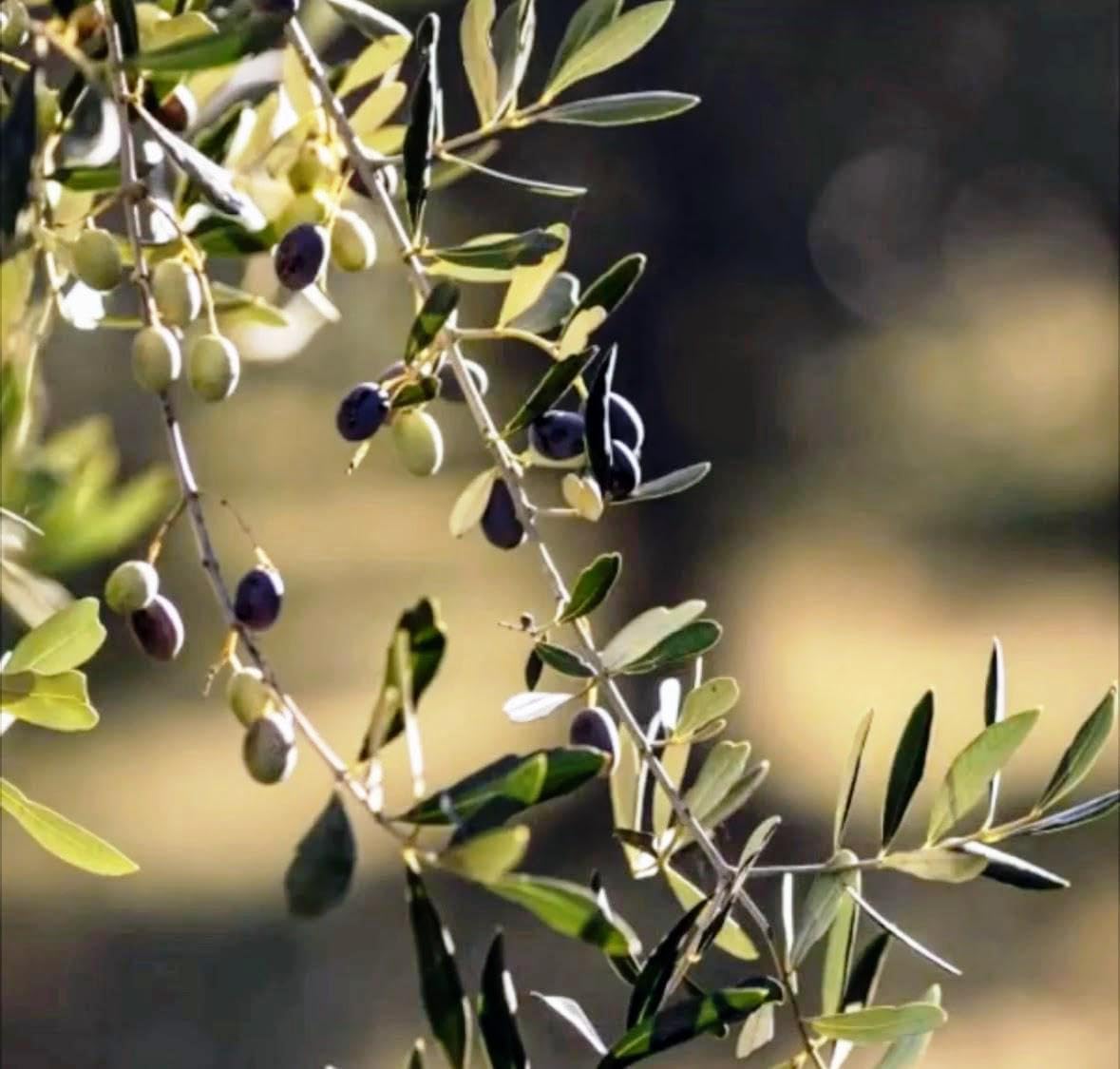 Olio Extravergine di oliva Biologico in Latta da 5 litri.