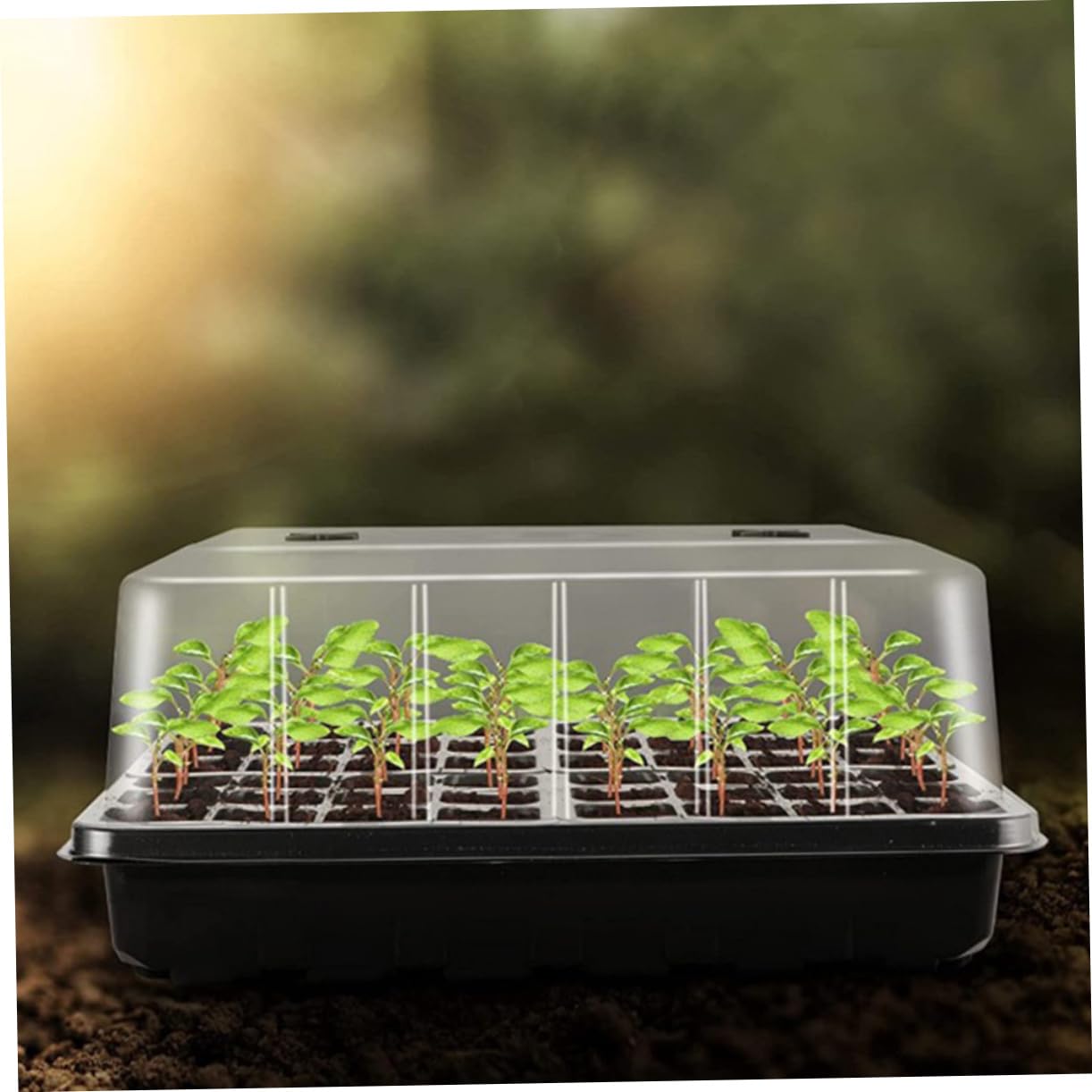 Plateau de Germination pour Semis, Lot de 1 Set, Plastique , avec Couvercle