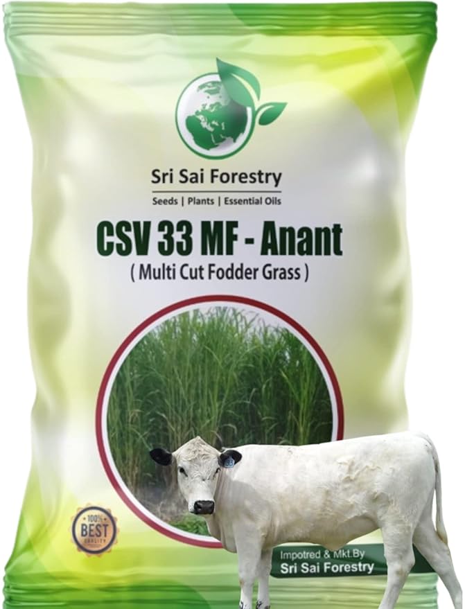CSV 33 MF Fodder Grass Seeds (Super COFS33) High Yield, Multi