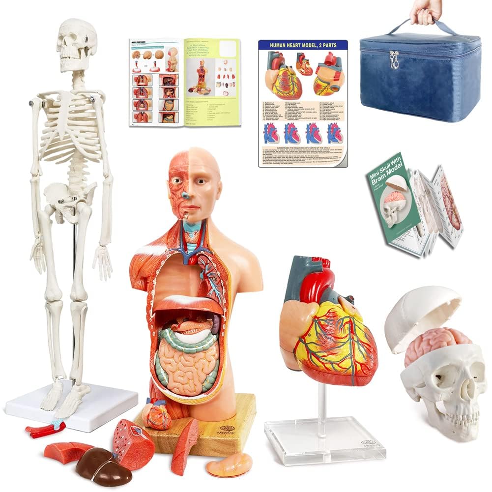 EVOTECH SCIENTIFIC Menschlicher Körper, Skelett, Herz, halbe Größe Schädel mit Gehirn-Anatomie-Modellen, bestes anatomisches Modell-Set, 4 handliche 3D-Modell-Studienwerkzeuge für Medizinstudenten