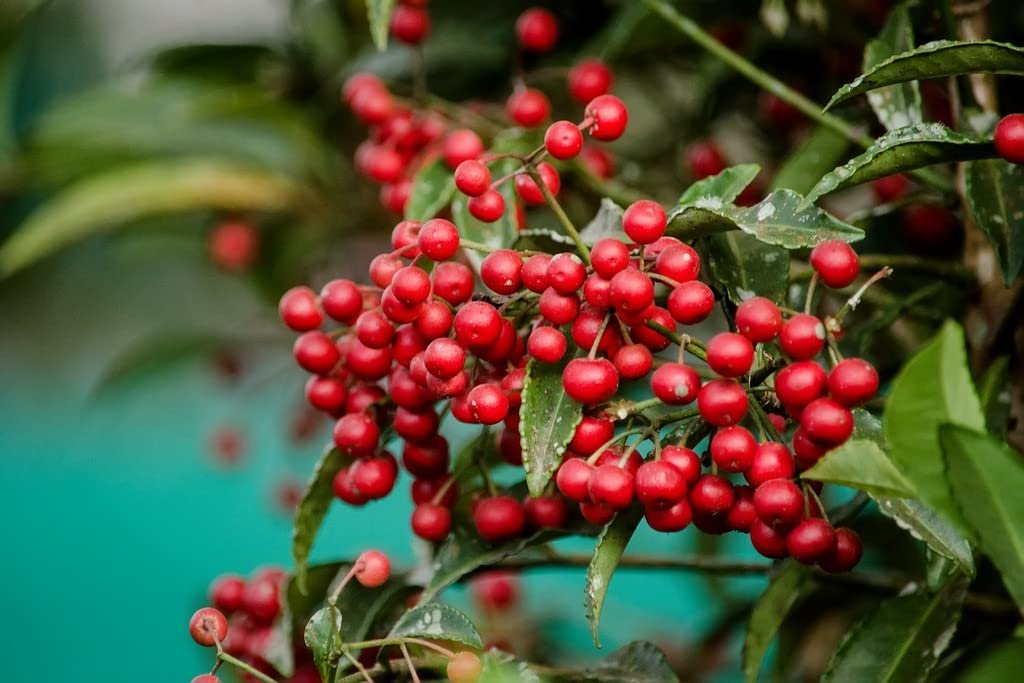 Creative Farmer Plant For Decoration Coral Berry/Coral Bush/Coralberry Easy-To-Grow Fruit Tree (Healthy Live Plant) (B09L587ZND) Amazon Price History, Amazon Price Tracker