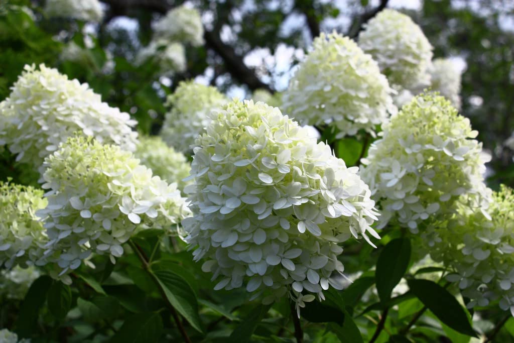 Suttons Hydrangea Limelight Deciduous Garden Shrub Lime-Green and White Flower Heads Ideal as an Outdoor Focal Point, Borders and Patio Pots or Containers 1 x 3.5 Litre Pot
