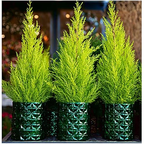 3 Pack (9cm Pots) Dwarf Conifer Cupressus Macrocarpa Wilma(Monterey Cypress 'Wilma', Lemon Cypress 'Wilma', Cupressus macrocarpa 'Goldcrest Wilma') Lemon Scented Cover