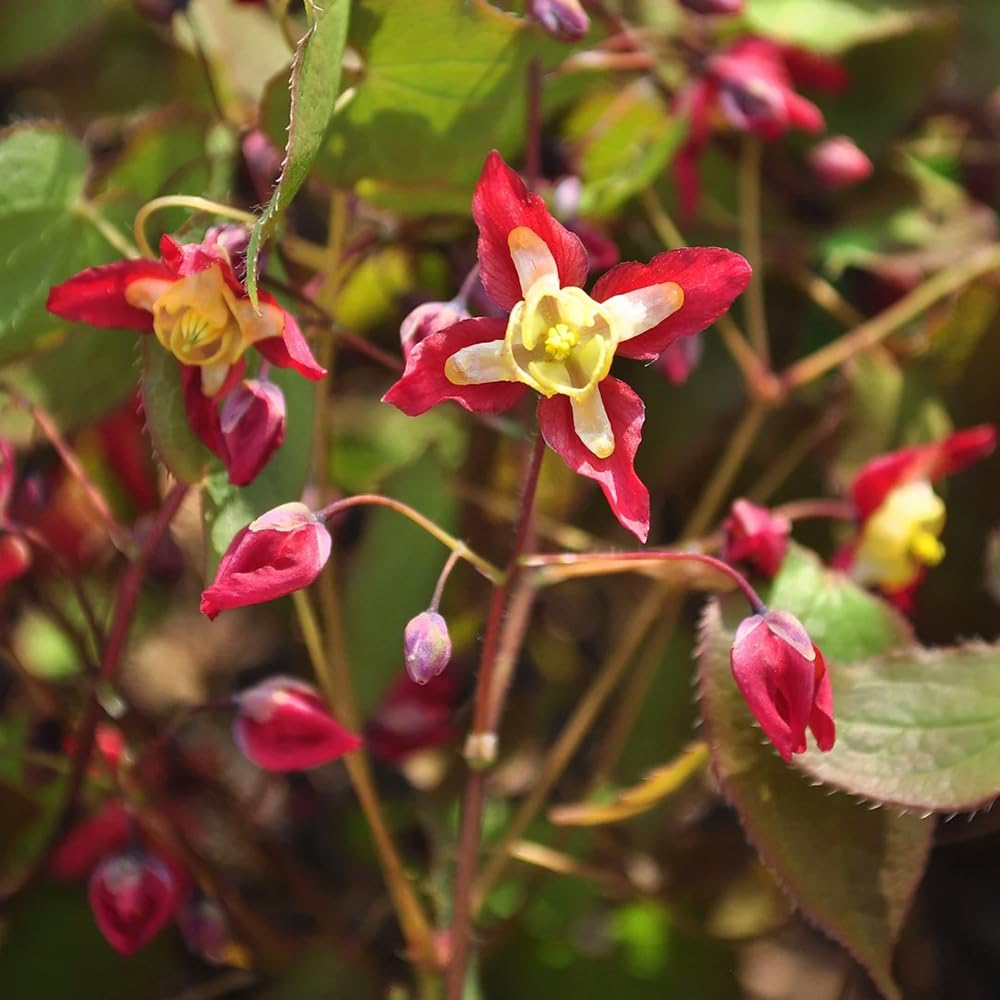 50 pieces ivory plant seeds, epimedium seeds, herb plants, garden, Epimedium  alpinum, balcony flowers, potted plants for outdoor flowers for balcony,  perennial flower seeds, exotic : Amazon.de: Garden