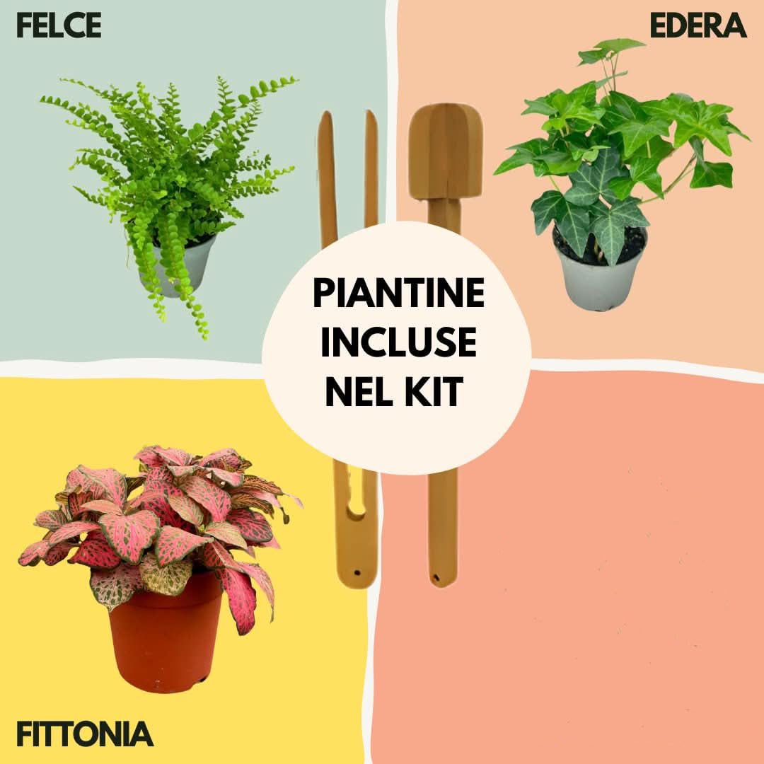 I GIARDINI DI GIULIA - Kit Terrarium DIY | Contenedor Geométrico de Vidrio y Hierro | Incluye 3 Plantas y Sustratos | Ideal para Diseño de Interiores, Negro y Transparente