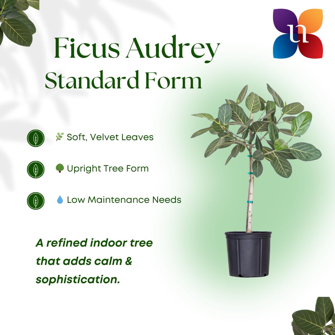 Amazon.com : Ficus Audrey Live Plant 3238 inches Tall in 10 inch Nursery  Pot, Upright Indoor Tree with Velvety Leaves, Easy Care Air Purifier Plant  for Modern Home and Office Spaces by