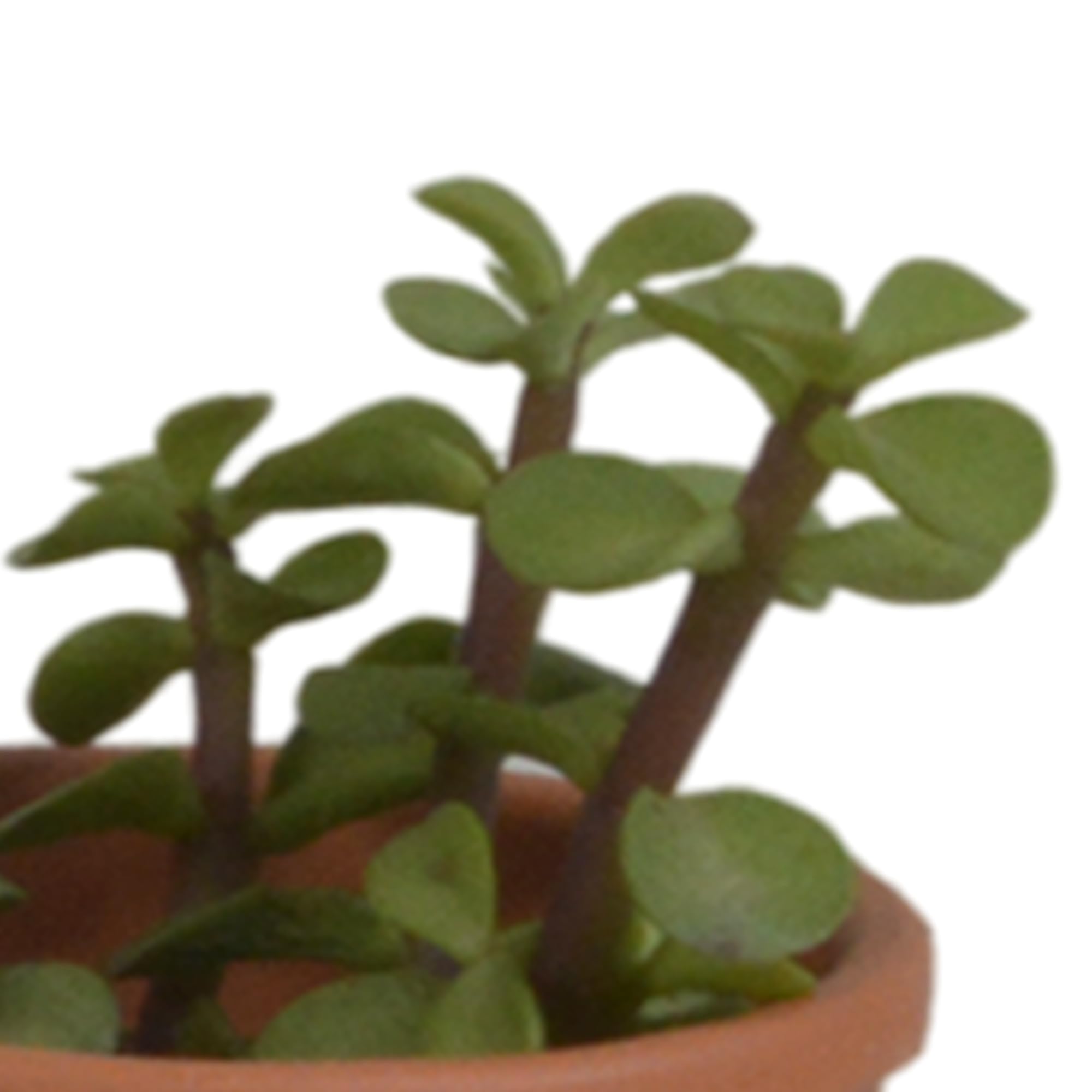 Mezcla de Plantas Suculentas en Maceta de Terracota, Set de 5 Piezas, 5.5 cm