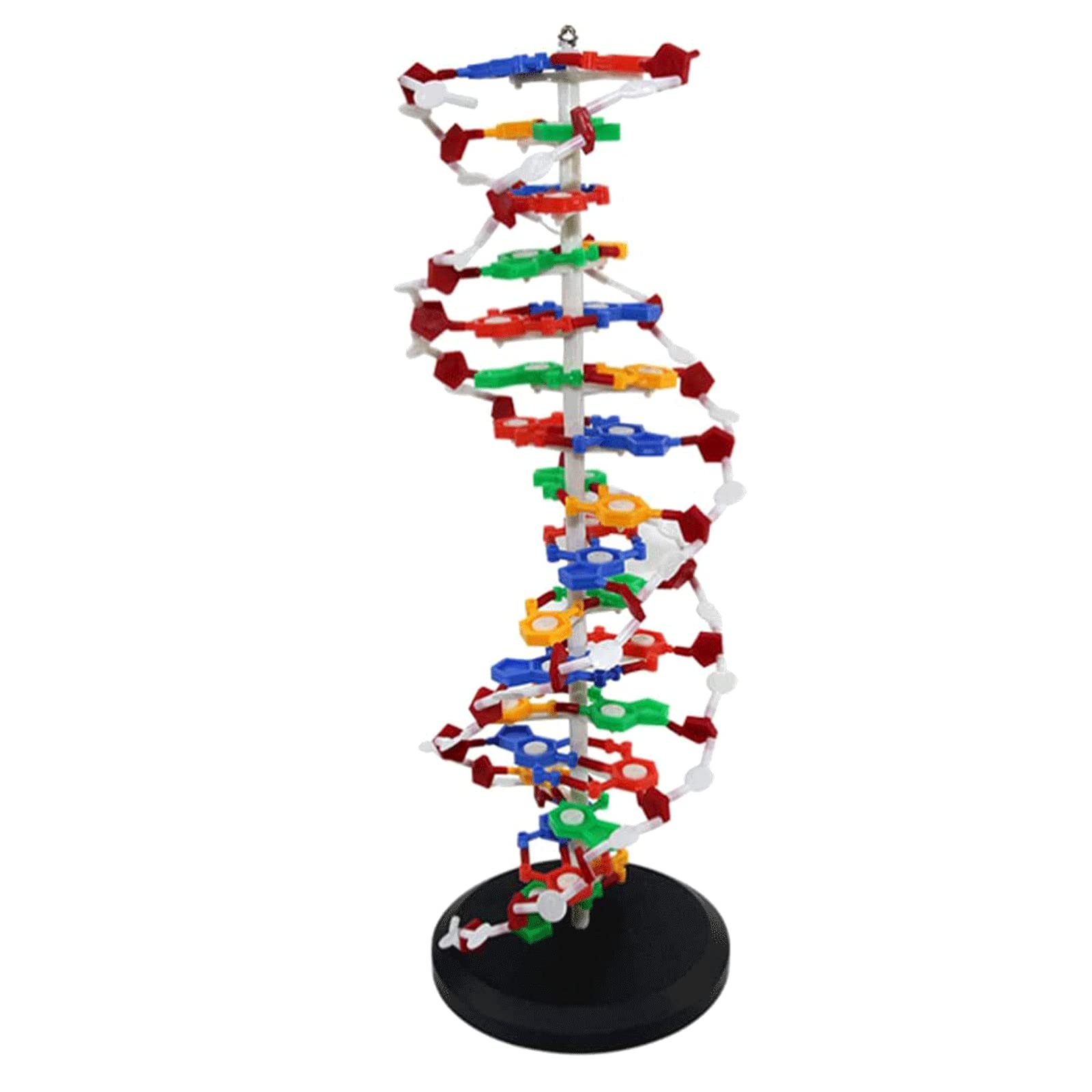 DNA Anatomical Models Scientific Kit - Protein Model Double Helix Structure Removable - New DNA Model