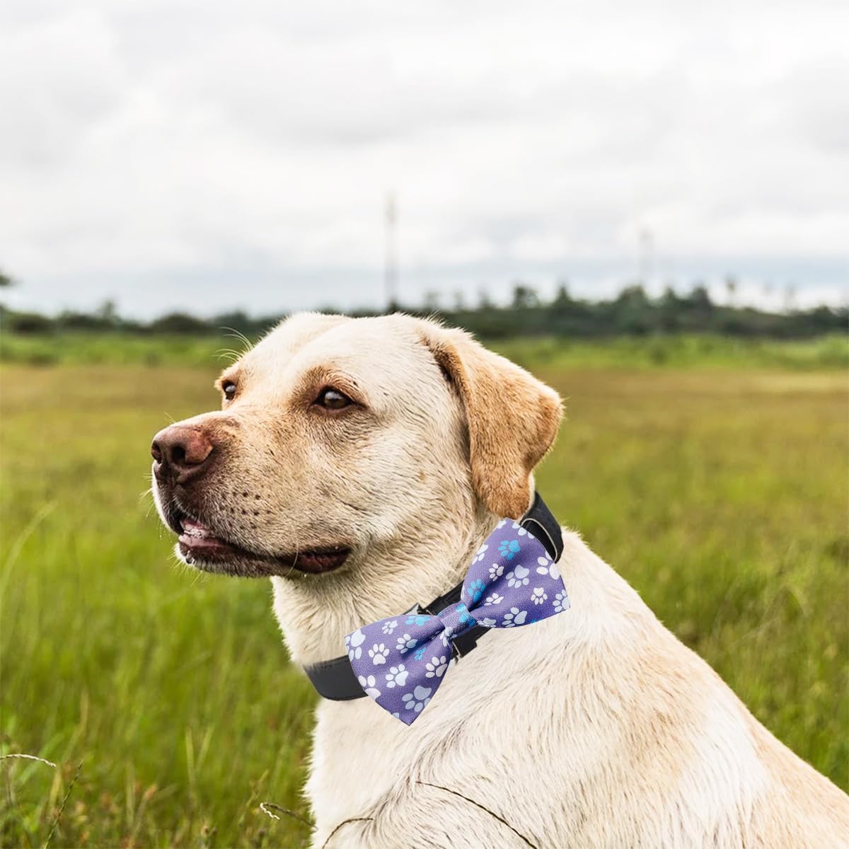 PET SHOW 50pcs Paw Bone Printed Small Dogs Bowties Collar Attachment Bows Embellishment Medium Dog Puppies Cats Collar Charms Accessories Bulk Slides Bow Ties for Birthday Wedding Parties, M/L