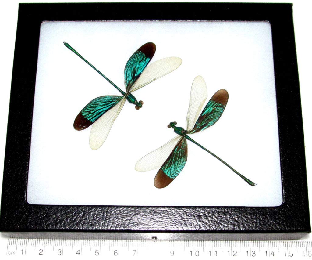 BicBugs Neurobasis chinensis Framed Green Dragonfly Duo Indonesia