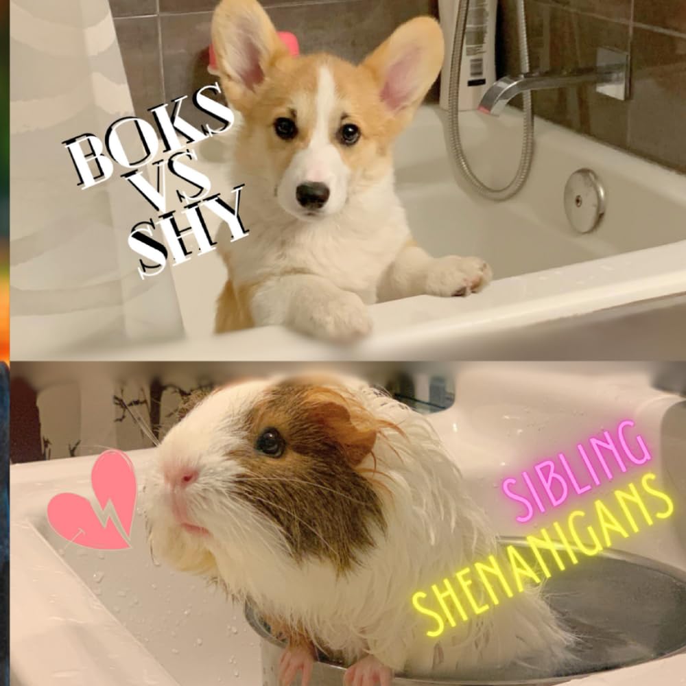 Boks vs Shy: Siblings Shenanigans
