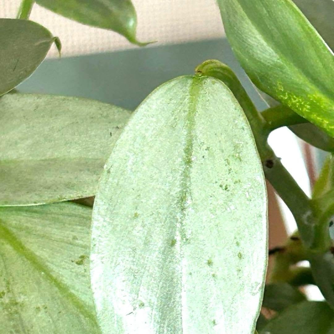 特大 現地球 ユーフォルビア デカリー スピロスティカ 陶器鉢のまま 発 特大 現地球 ユーフォルビア デカリー スピロスティカ 陶器鉢のまま 発