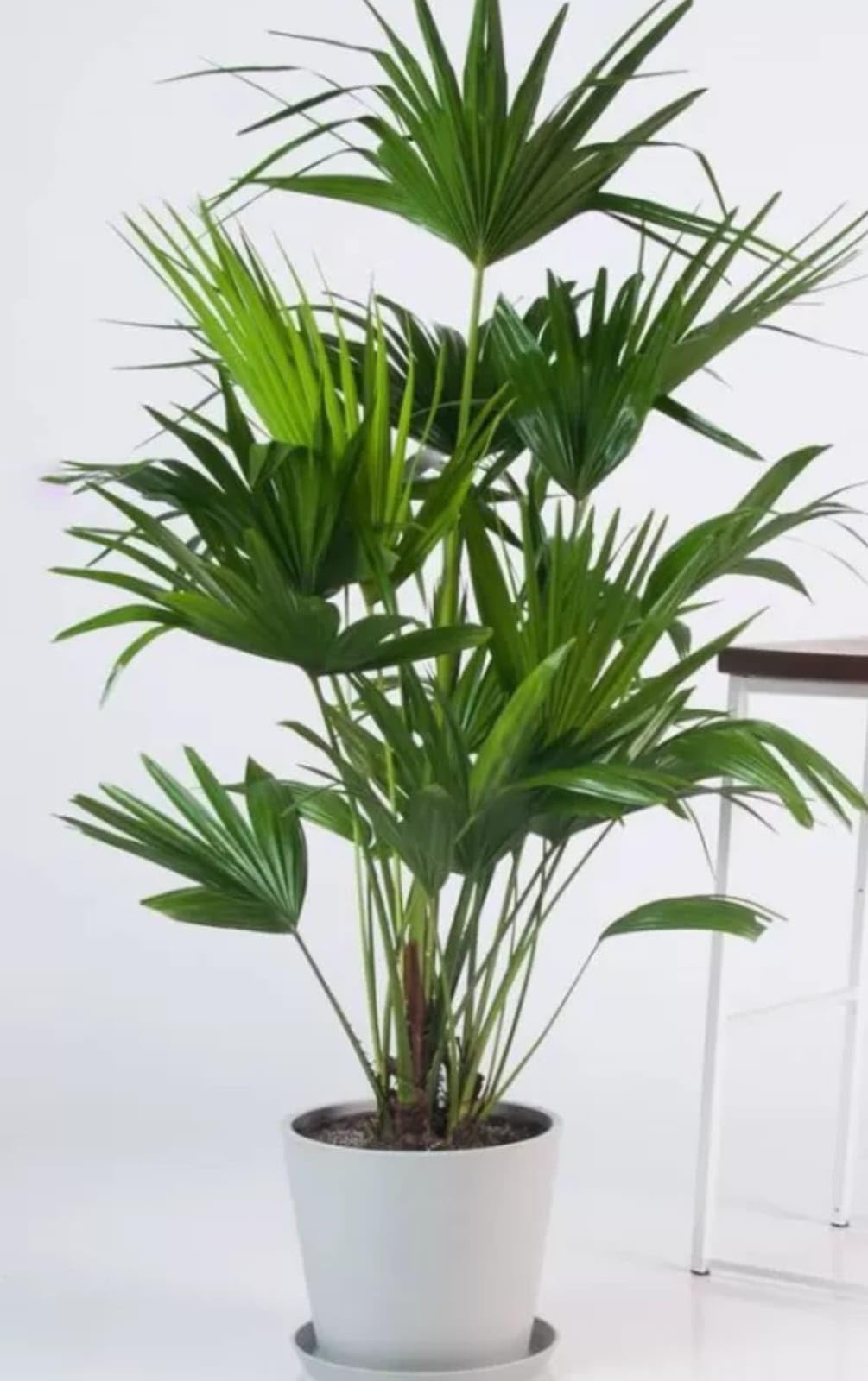 Chinese Fan Palm Indoor Plant, Live Tropical Houseplant in White Planter, 60 cm-image-46