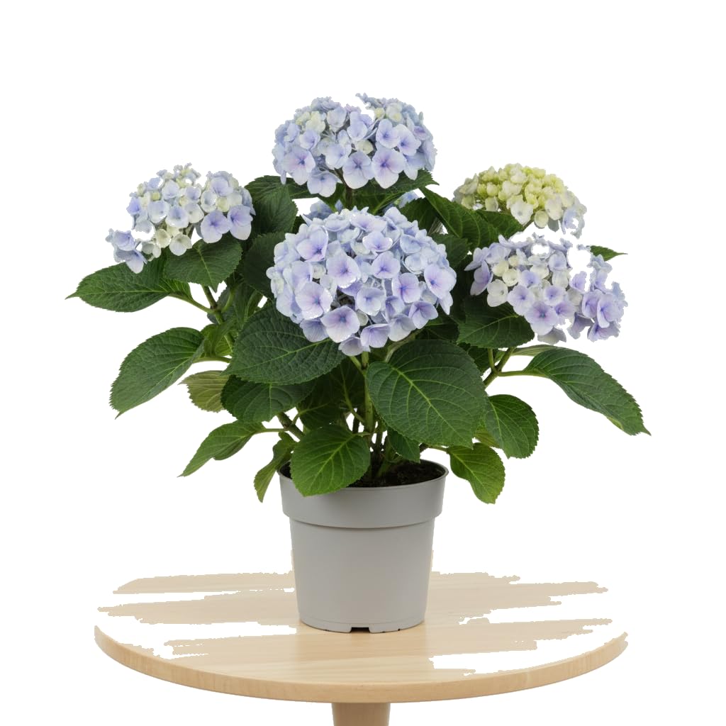 Hydrangea Macrophylla Azul Hortensia DECOALIVE Planta Azul para Exterior Protegido Maceta 20 cm Altura 55 cm