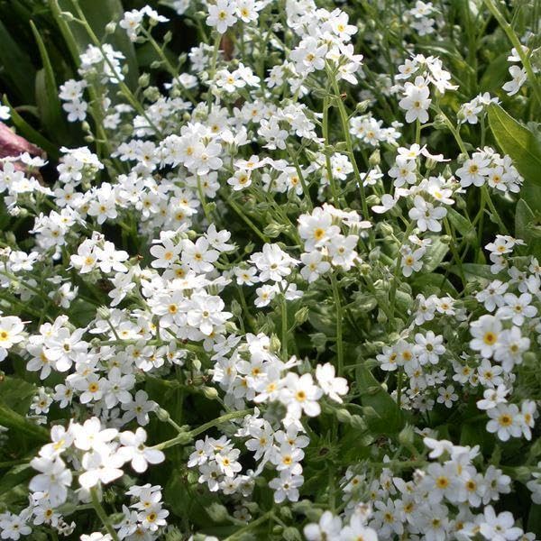 【定期購入2回目】忘れな草ページ 定期購入2回目】忘れな草ページ Amazon.co.jp: 忘れな草忘れな草勿忘草