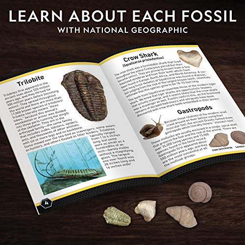 NATIONAL GEOGRAPHIC Mega Fossil Dig Kit - Excavate 15 Prehistoric Fossils Including Dinosaur Bones & Shark Teeth… - Image 7