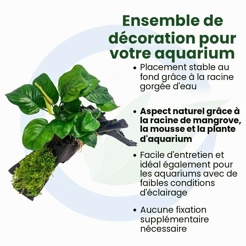 AquaOne Anubias barteri et mousse d'aquarium, sur racine de mangrove, décoration naturelle d'aquarium, facile d'entretien, idéale pour les crevettes, les silures et l'aquascaping
