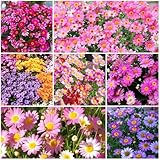 1000 Pyrethrum Seeds - Natural Mosquito Repellent Plants, Multi-Color Blooming Potted...