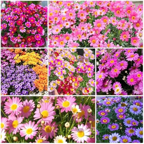 1000 Pyrethrum Seeds - Natural Mosquito Repellent Plants, Multi-Color Blooming Potted Flowers for...
