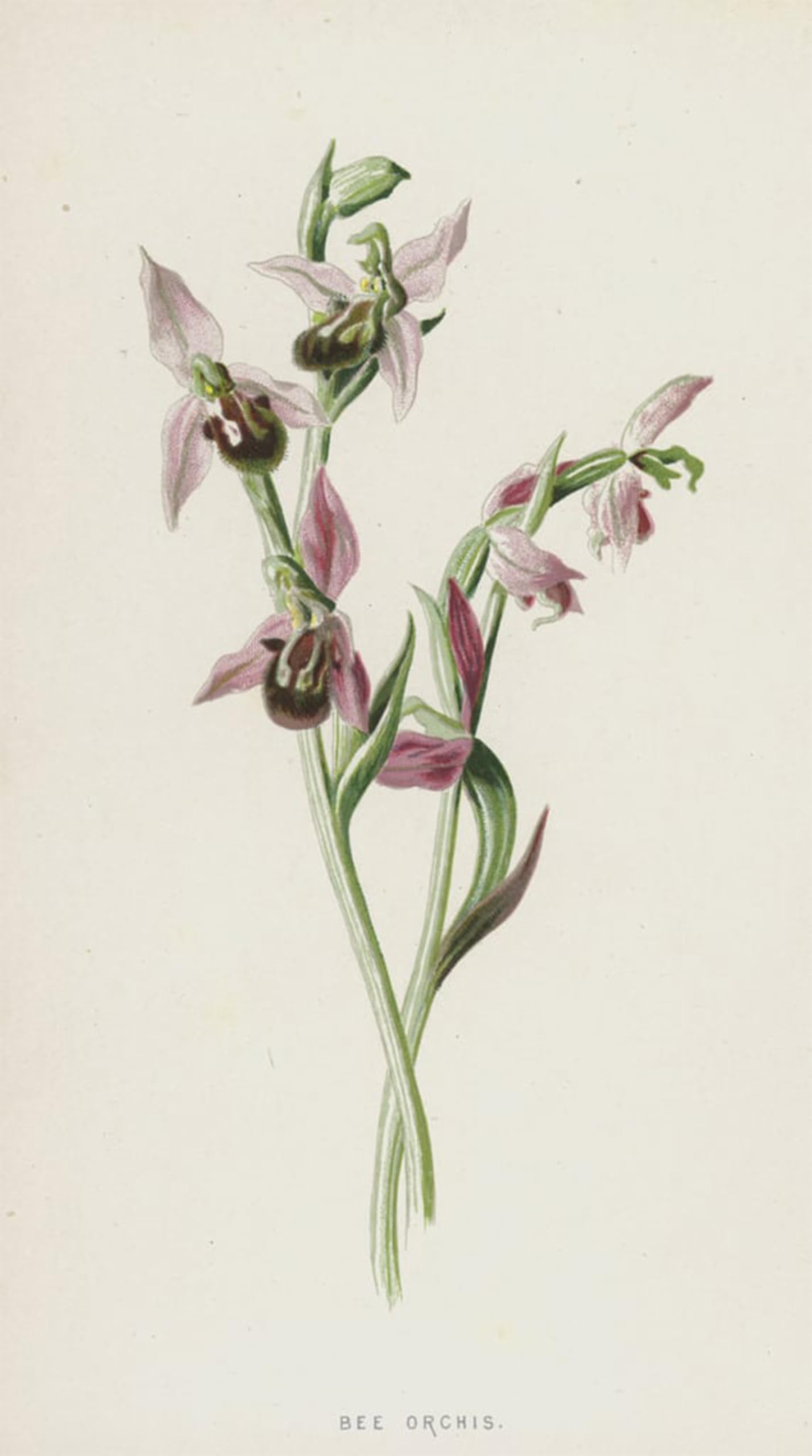 POSTERIIk Vintage Art Print Images Pictures Print Bee Orchis by Frederick Edward Hulme Modern Colour Posters for Office Home Decor 60x90cm