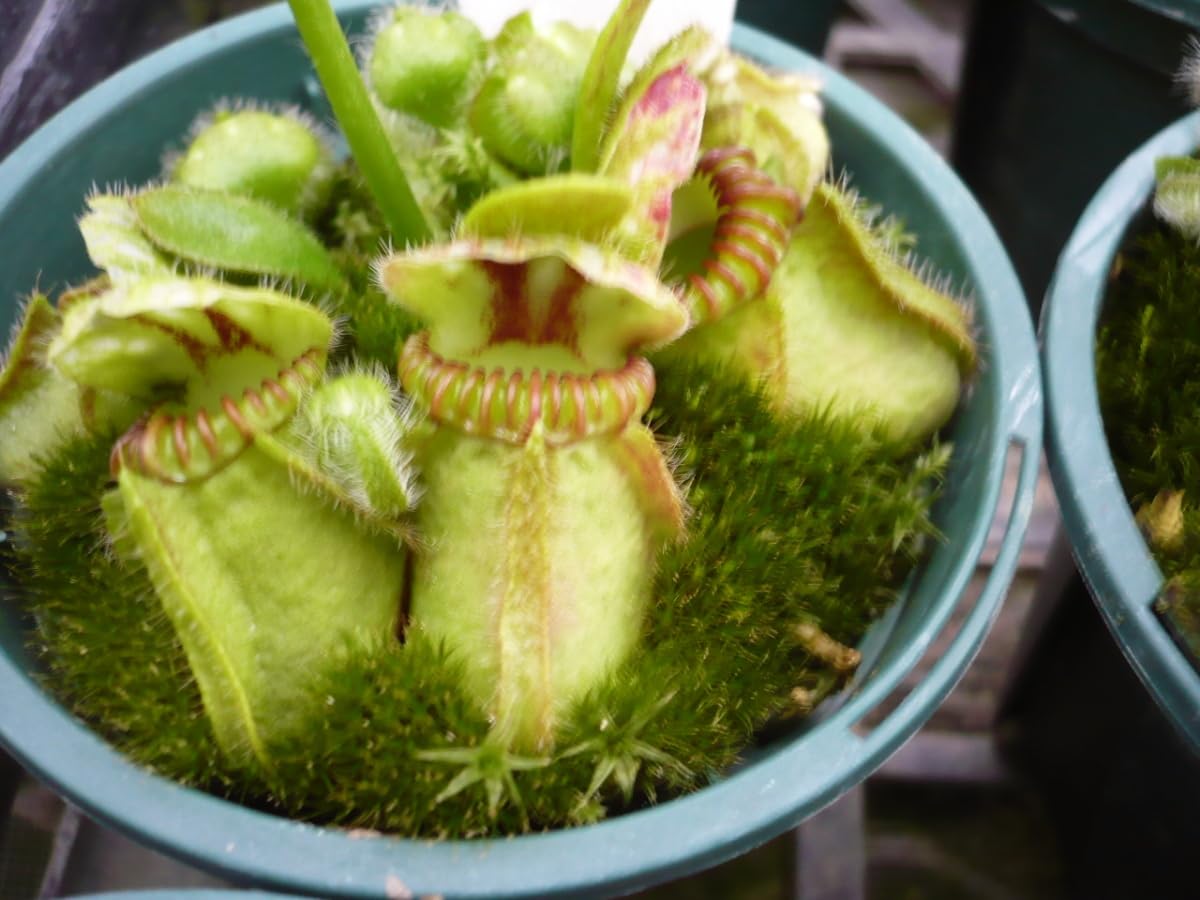 セファロタス Cephalotus follicularis 2鉢 Amazon.co.jp: 食虫植物 セファロタス Cephalotus follicularis 2号 丸