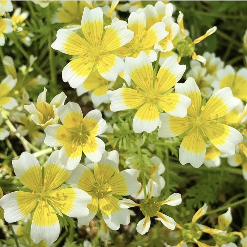Poached Egg Plant, Limnanthes douglasii, Plug Plants, Yellow and White, Bee and Wildlife Friendly, Cottage Garden Cut Flowers (3)