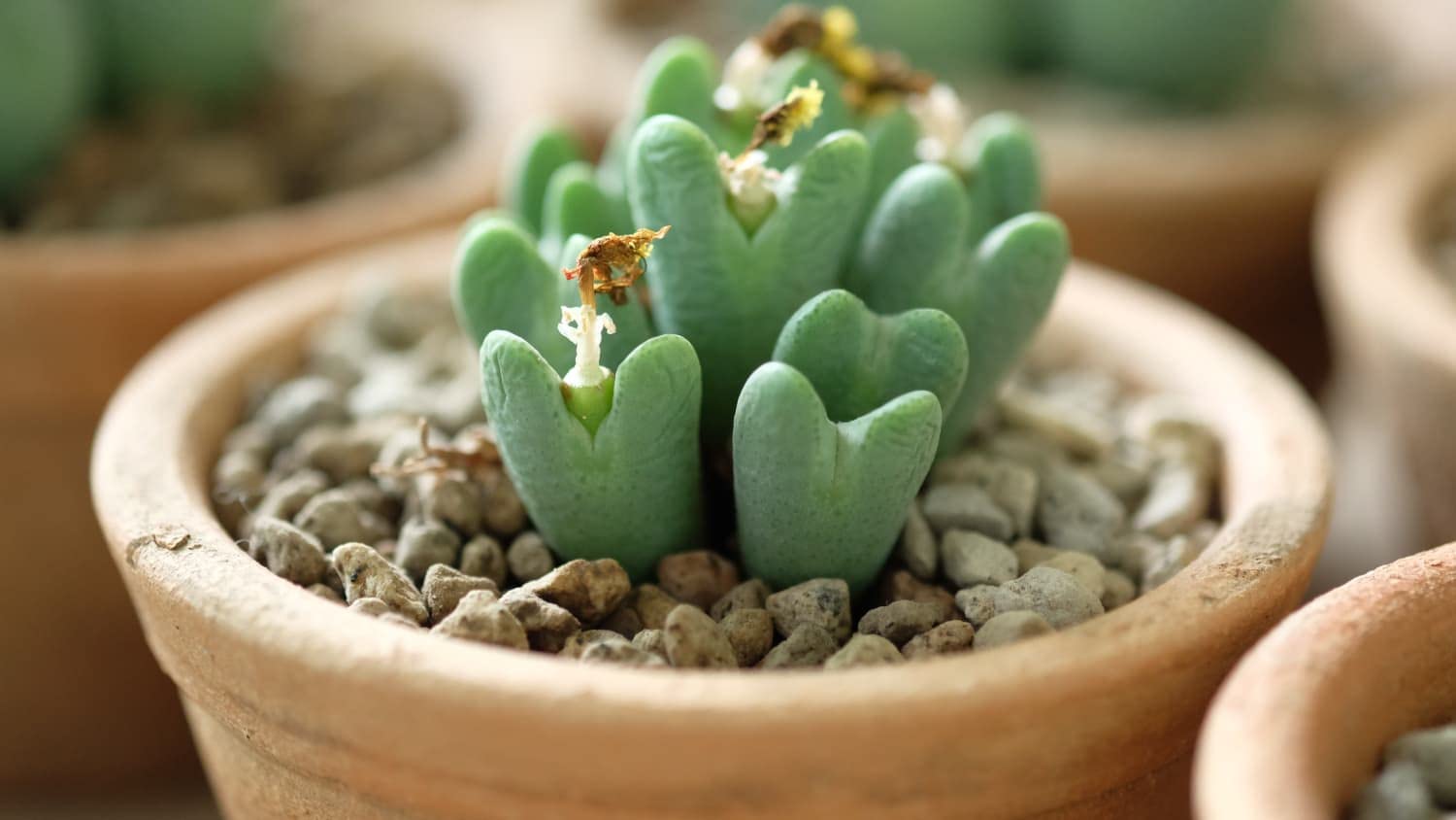 35+ Seeds- Heart Shaped Succulent Lithops Rare Living Stones Seeds - Grow Indoor or Outdoor (B0C66KL4HW) Amazon Price History, Amazon Price Tracker