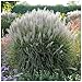 Produktbild 1 x Miscanthus sinensis 'Silberspinne' im 1 Liter Topf (Ziergras/Gräser/Winterhart/Mehrjährig/Staude) Weißes Chinaschilf - Silberne Schönheiten für zeitlose Eleganz - von Stauden Gänge