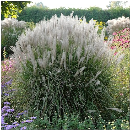 1 x Miscanthus sinensis 'Silberspinne' im 1 Liter Topf (Ziergras/Gräser/Winterhart/Mehrjährig/Staude) Weißes Chinaschilf - Silberne Schönheiten für zeitlose Eleganz - von Stauden Gänge