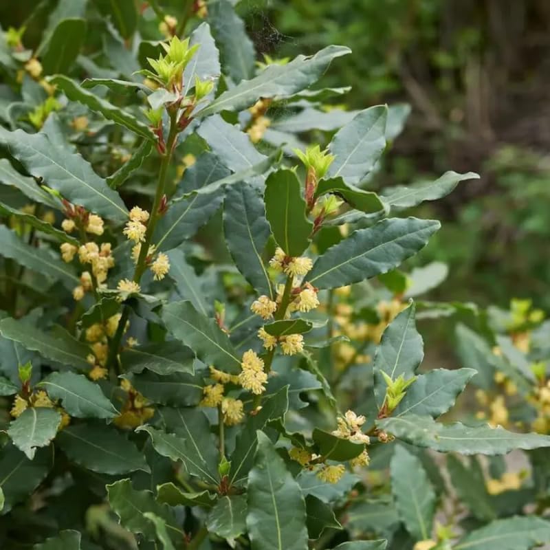 Miniatura 3 de Planta de hoja de laurel, de 10 a 12 pulgadas de alto, árbol de hoja de laurel, planta viva para jardín interior y exterior, maceta de 4 pulgadas