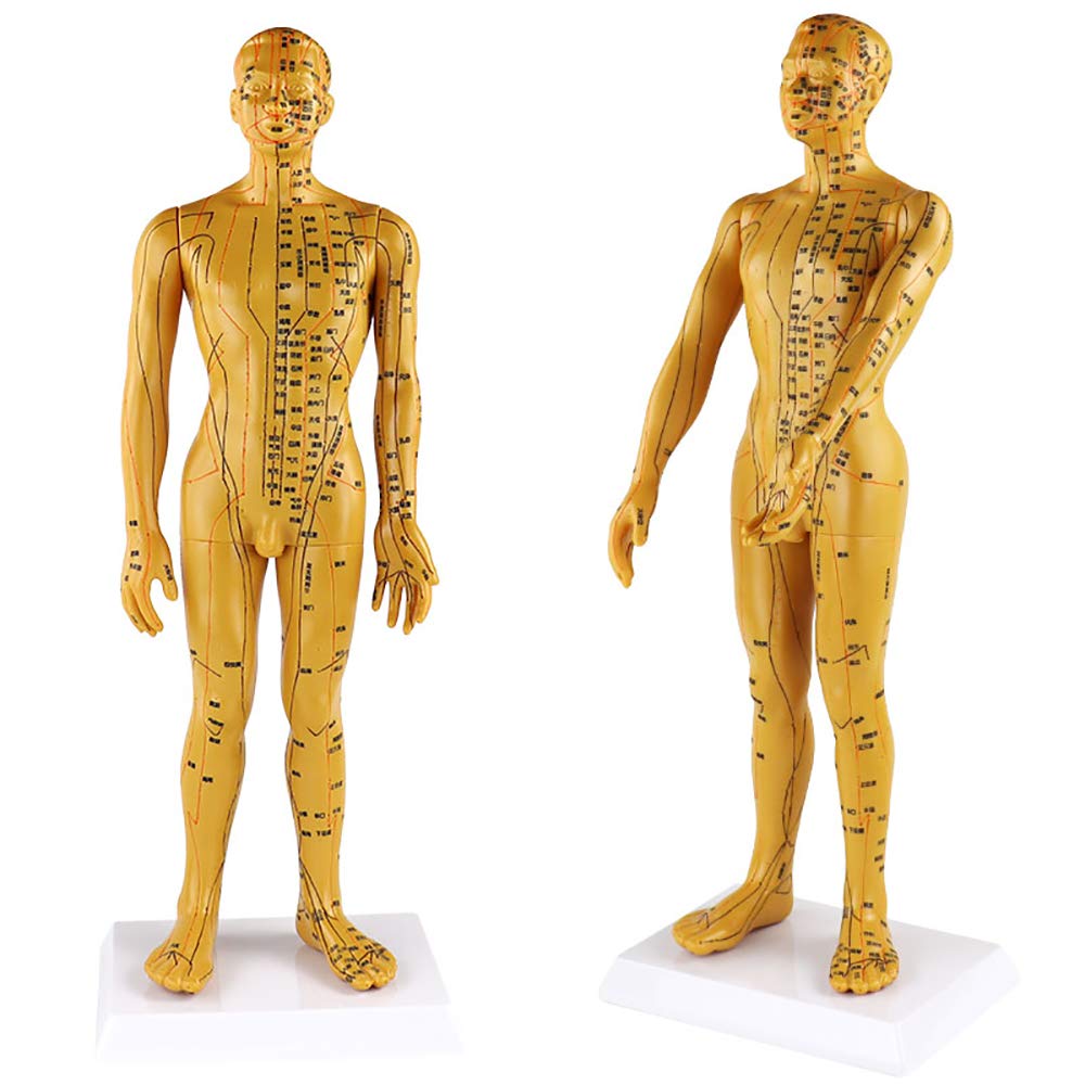 Sjdopulse Men's A Human Cupuncture Model - 50Cm Cupuncture Model - Chinese Medicine Human Cupuncture Point Model - Cupuncture Meridian Model - For Chinese Massage, Cupuncture (A)