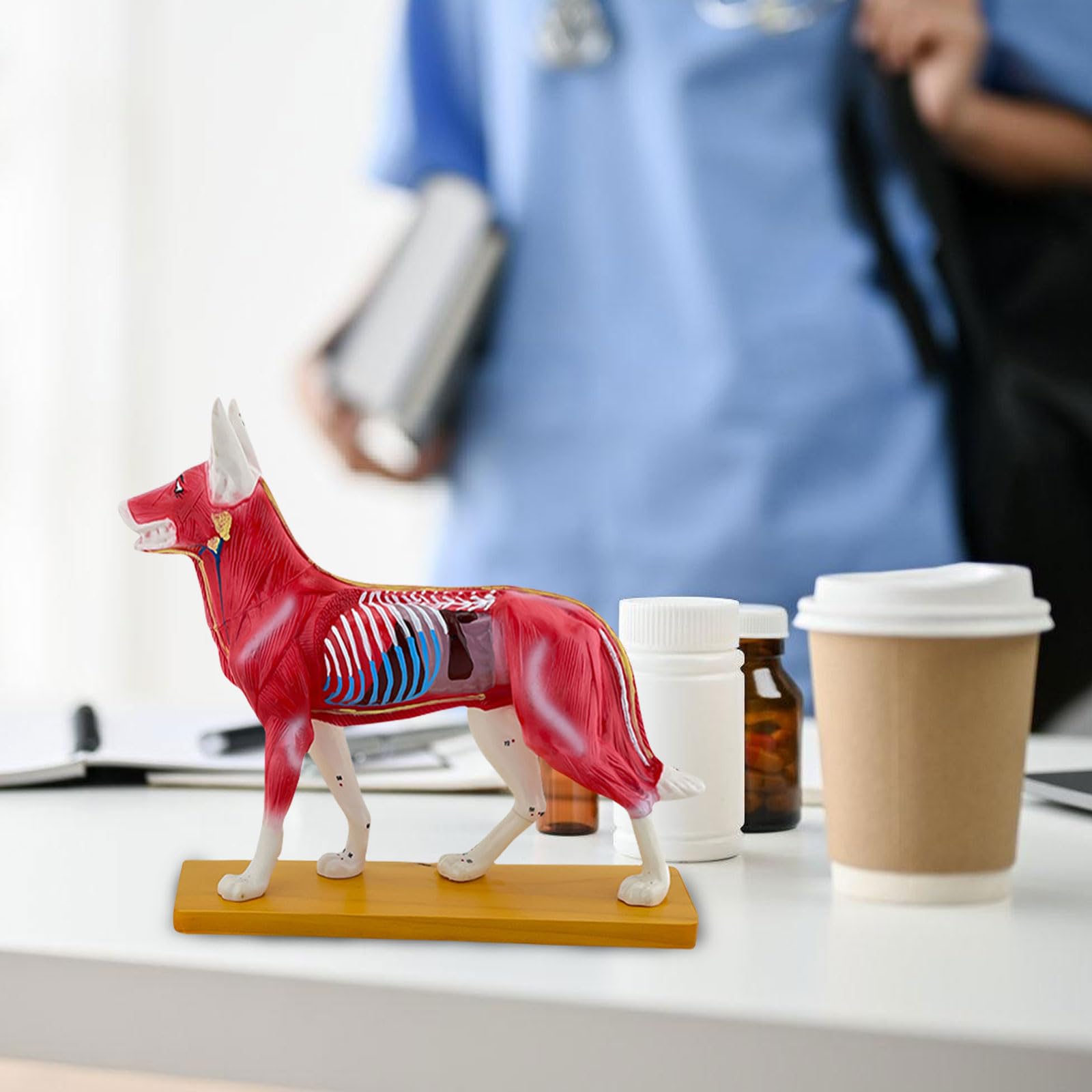 Modello Anatomia Del Cane Cane Modello Canino Agopuntura Aiuto Didattico Cane Modello Agopuntura Materiale Scolastico