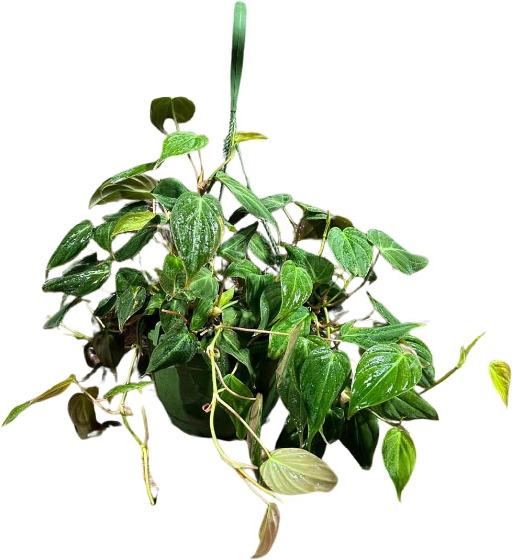 Philodendron Micans Hederaceum Trailing Vine Plant in a 8" Hanging Basket, Live Houseplant, Air Purifier, Easy Care Tropical Plant