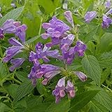 ネペタ：ブルードリームス3.5号ポット 3株セット[花が大きく繰り返し良く咲くキャットミント]