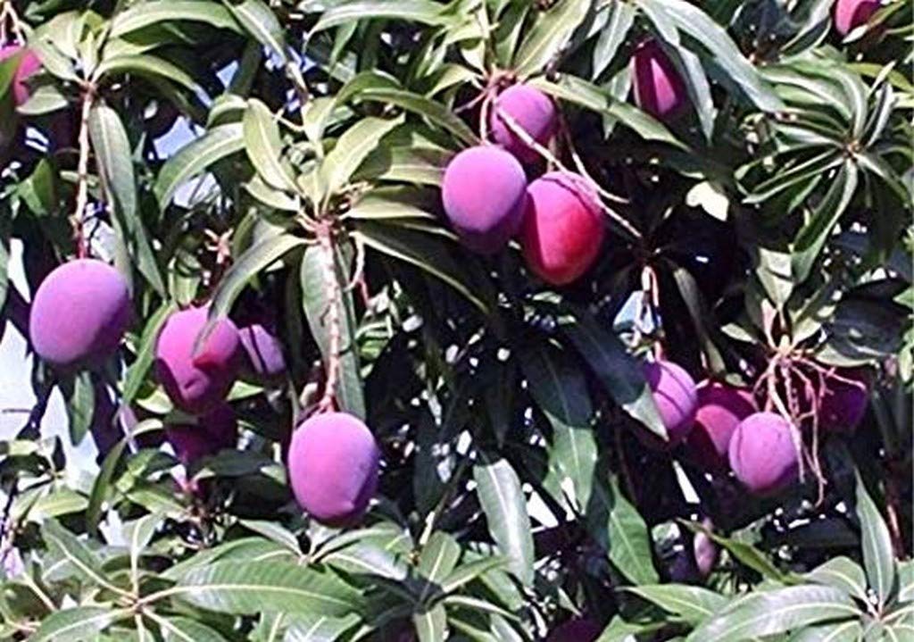 Creative Farmer Thailand Mango Tree Plant Nam-Dok-Mai Si Mueng 18 Inchtall Thai Purple Mango Juicy Fruit (|PLANT-5-MANGO14269ll@)