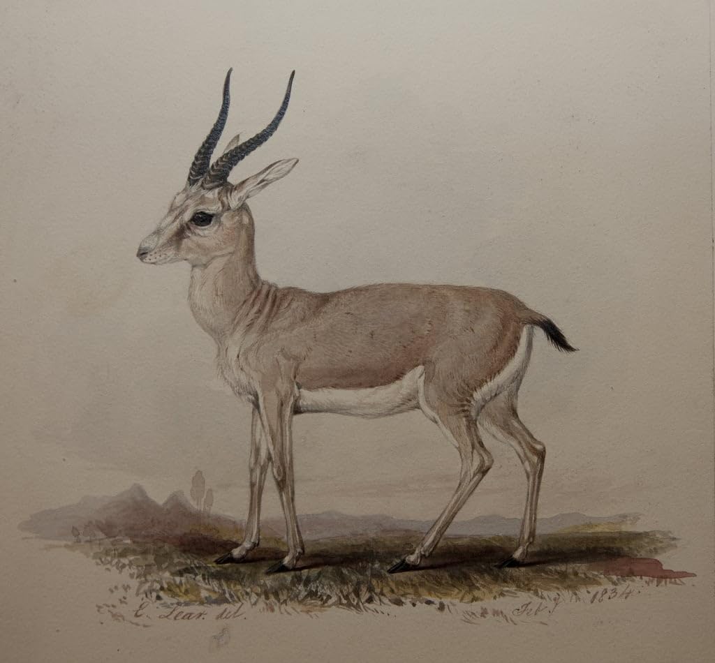 Poster antilope Edward Lear 60x90cm pour habiller un mur de chambre vide
