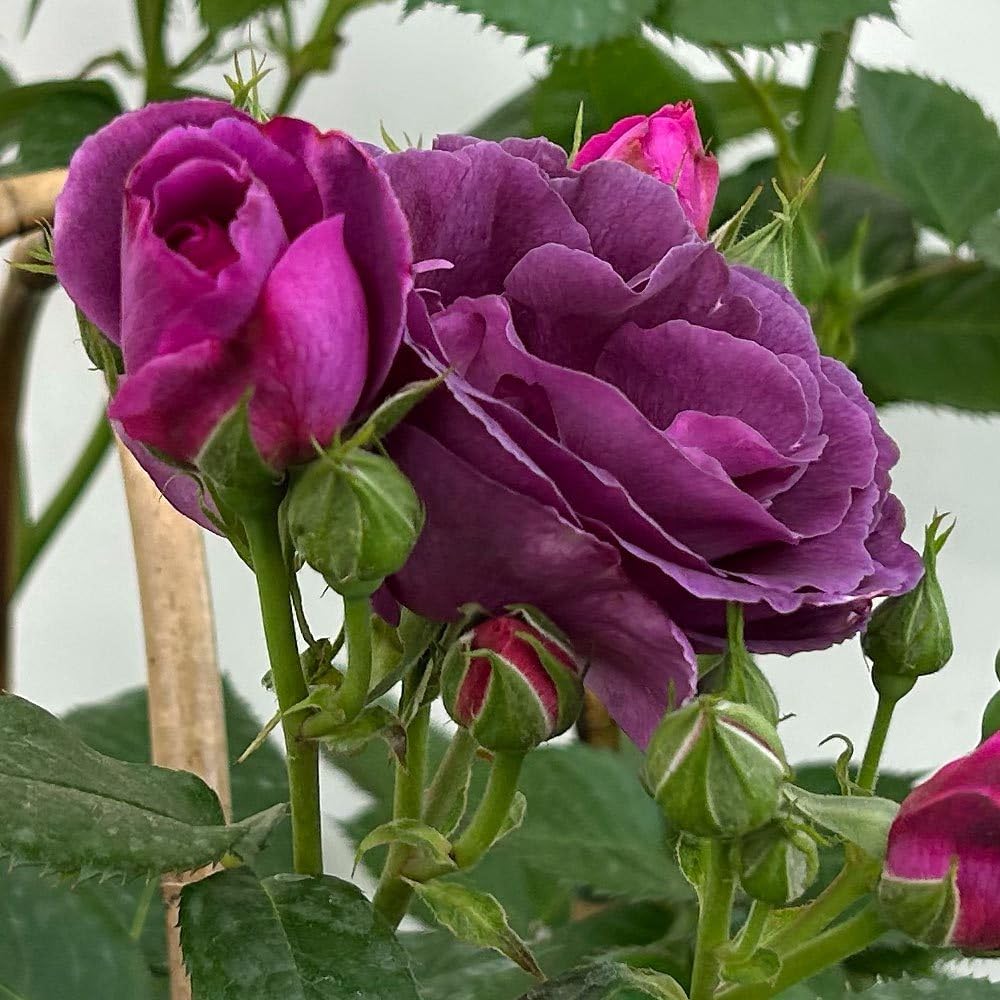 Duftende Beetrose 'Minerva®', violett, Topf 5 Liter