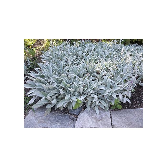 Buy Stachys byzantina Silver Carpet Ground Cover Evergreen Perennial