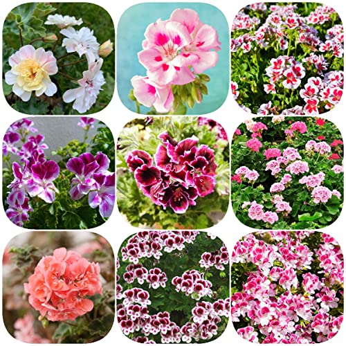 Semillas Geranios Naturales Exterior - Geranio - Pelargonium Flores Regalo Semillas De Flores Plantas Decorativas Alféizar De La Ventana Decoración Interior Mariposa Arbusto Plantas Raras 30 Piezas