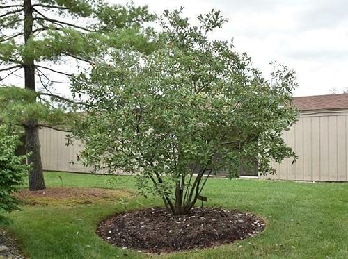 Sweetbay Magnolia Live Plant 12-18" In Height In Abp Container #TOP3