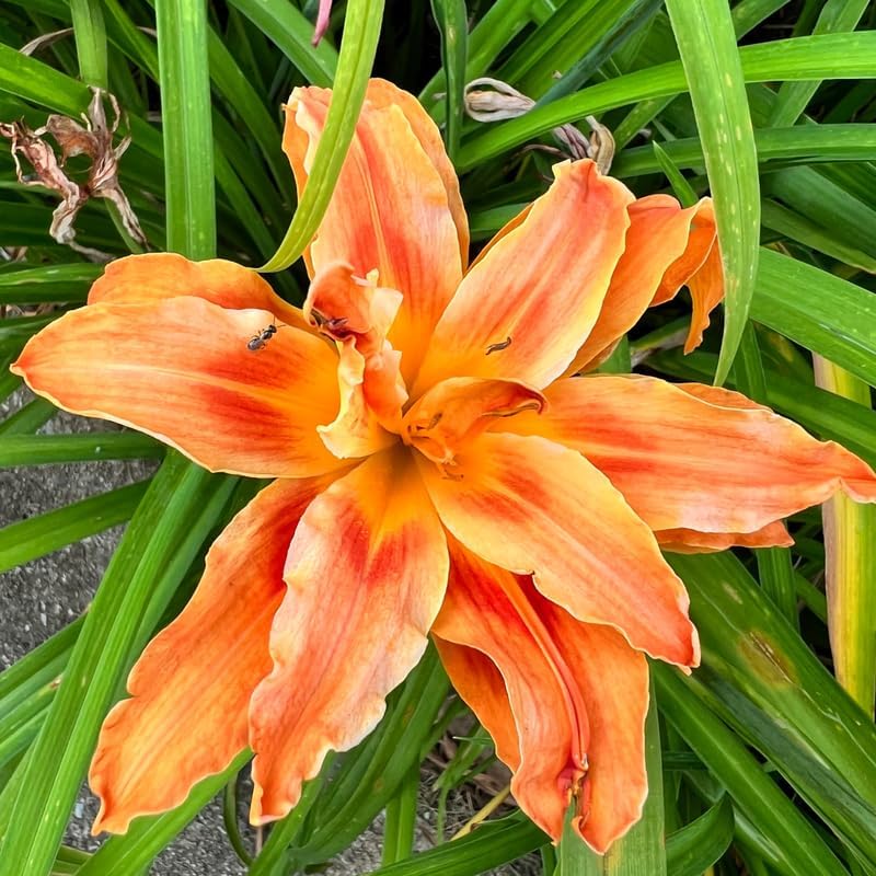 10 Daylily Bulbs, Double Daylily Bulbs for Planting, Orange Daylilies Perennial Bulbs, Daylily Flowers Bulbs, Daylily Bulbs for Planting Perennial