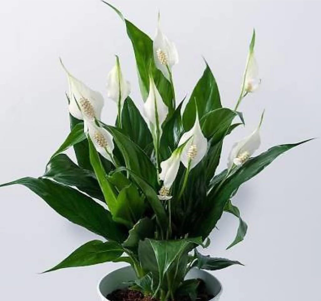 Heaven Of Saplings Peace Lily Plant (Pack Of 1) AZ_687 (B0CG4RBM9C) Amazon Price History, Amazon Price Tracker