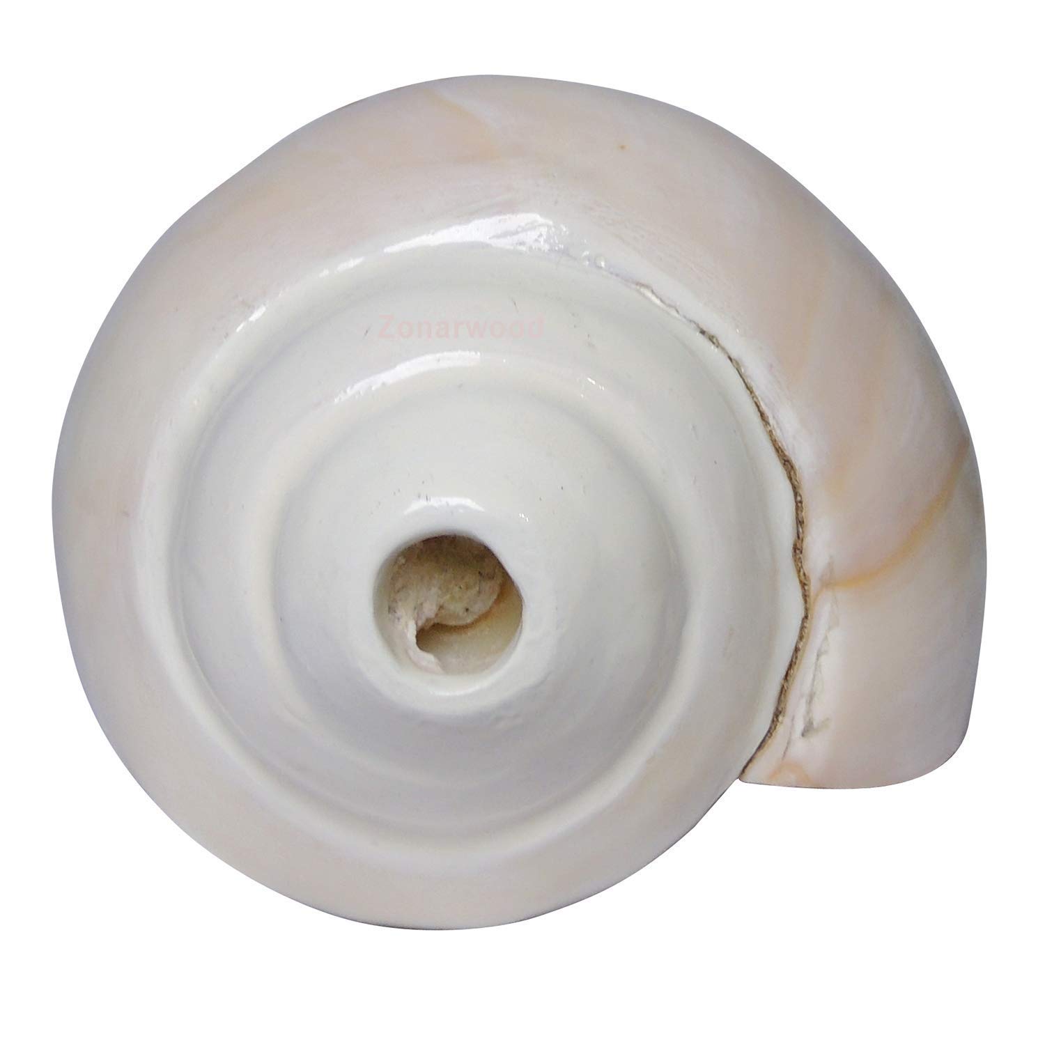 Original Shankh de soufflage (VAMAVARTI BAJEWALA) - Coquille de conque - Shankh fort et grand Blowing Shankh Conch Shankha de coquillage de mer pour force pulmonaire/immunité 6"inch blanc
