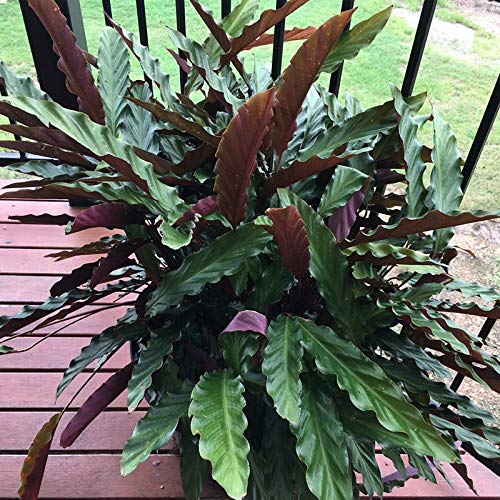 GGOOT Egrow 100 Pcs/Pack Arrowroot Seeds Crocata Calathea Flower Bonsai for Home Garden Plant