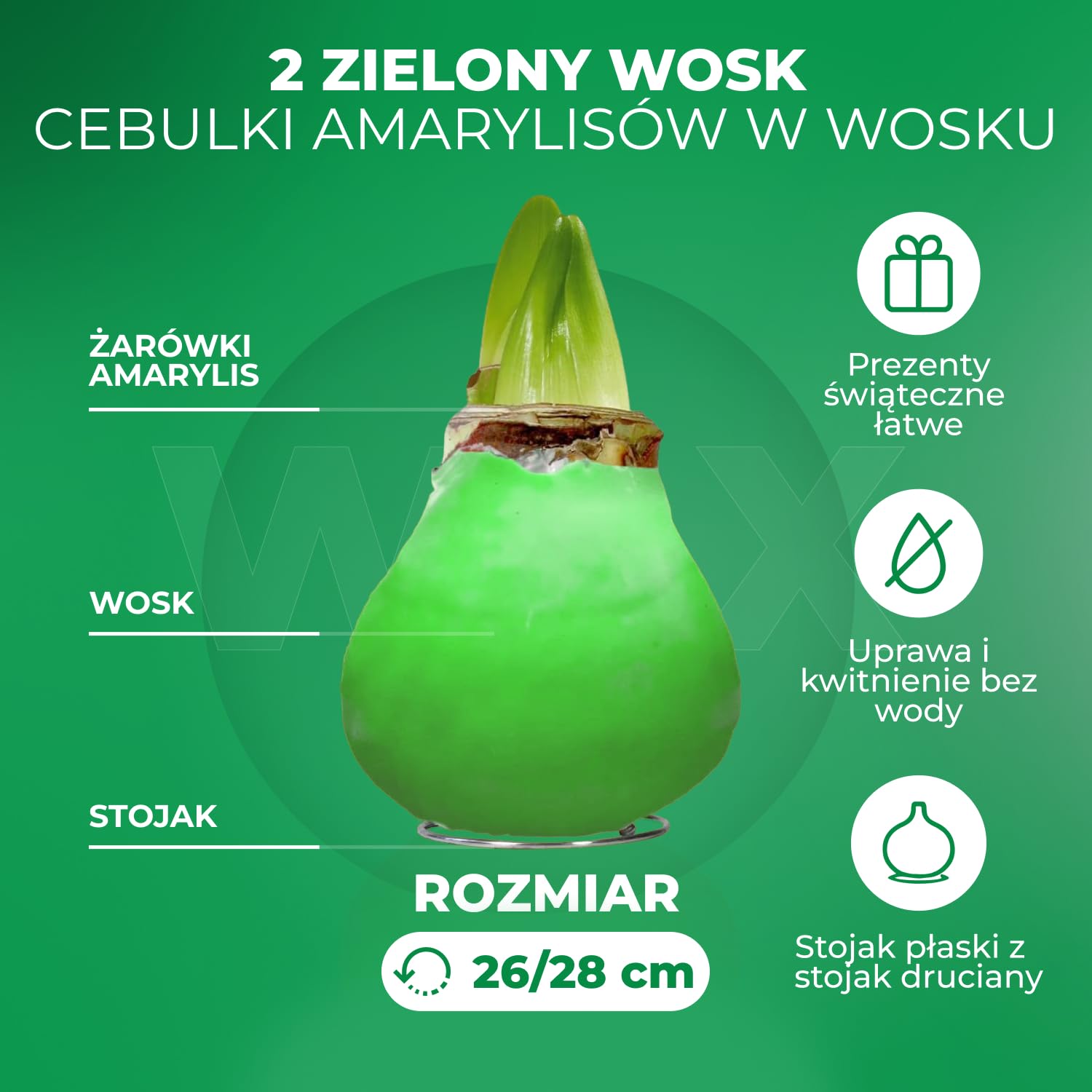 Green Wax (2 sztuki) Kolekcja cebul Amarylis, cebule kwiatowe