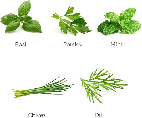 Vista 13 de Herb Tea Garden Seeds Collection – Paquete de 4 semillas de té de hierbas orgánicas – Manzanilla, menta, bálsamo de limón, semillas de romero