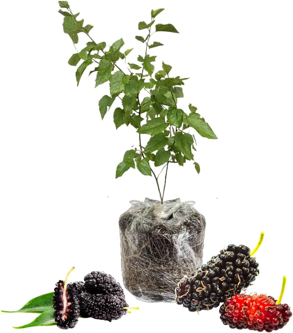 Mulberry Plant Live for Planting 5 to 8 Inch Tall, Sweet Mulberry Fruit Tree, Mulberries Seedling (Red Mulberry)