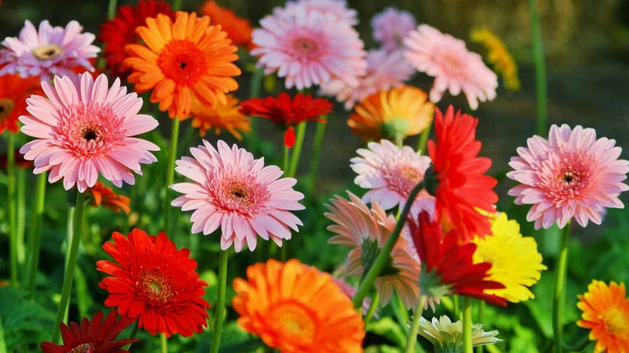 Gerbera flower seeds hybrid mixed - Pack of Seeds 80 (B0CXDTHMTV) Amazon Price History, Amazon Price Tracker