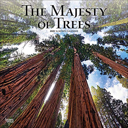Majesty of Trees 2020 Square Wall Calendar